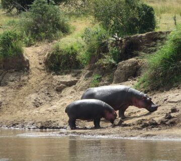 Top 10 Most Dangerous Animals You Can Encounter on a Kenya
