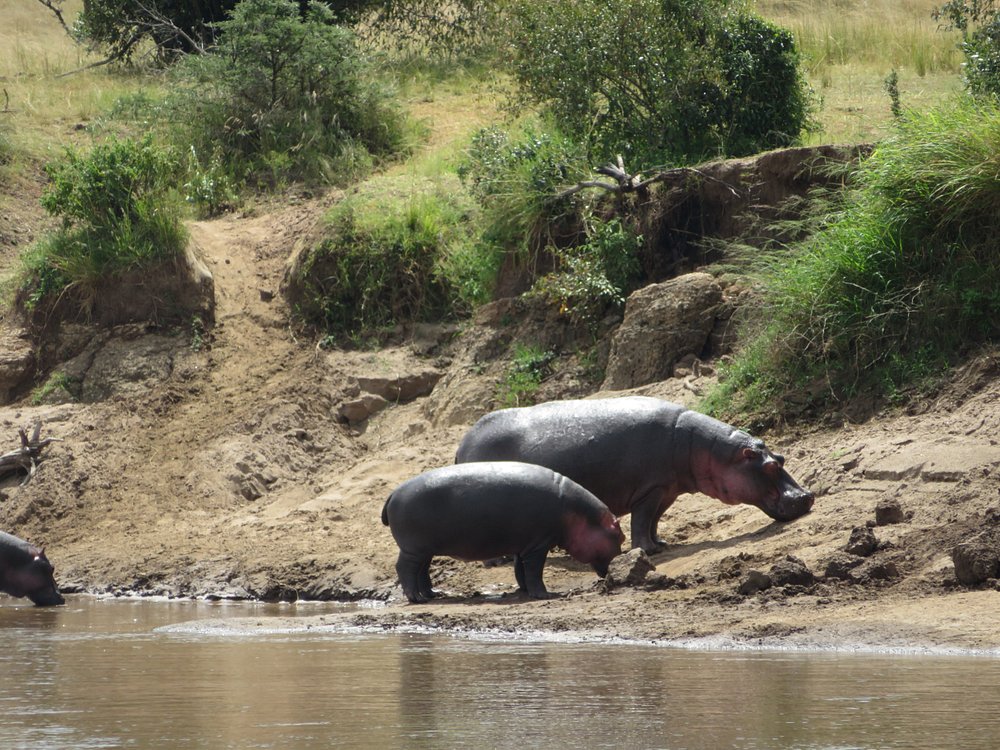Queen Elizabeth National Park in Uganda Top 10 Most Dangerous Animals You Can Encounter on a Kenya