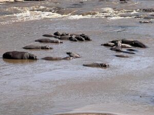 Best Places to See Hippos in Kenya: A Complete Travel Best Places to See Hippos in Kenya: A Complete Travel