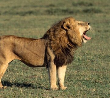 Why Do Lions Roar? Meaning, Science & Surprising Facts