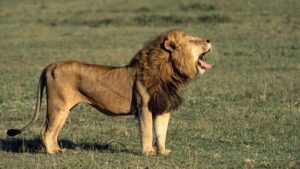 12 Most Beautiful Places to Visit on an African Safari in 2026