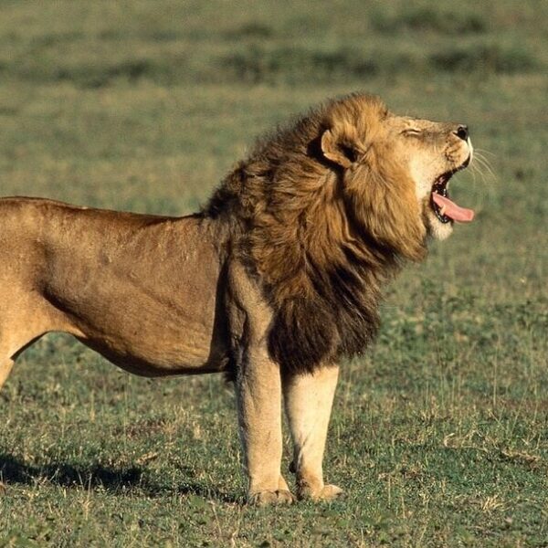 Big Five Safari in Kenya