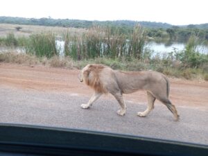 Best Safari Packs in Kenya Ranked: Where to Go and Why