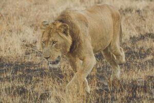 15 Jaw-Dropping Facts About Lions in the Jungle