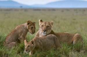Lion Bite Force PSI: How Strong Is It Really? Explained Lion Bite Force PSI: How Strong Is It Really? Explained