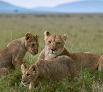 10 Day Serengeti and Zanzibar Itinerary: The Perfect