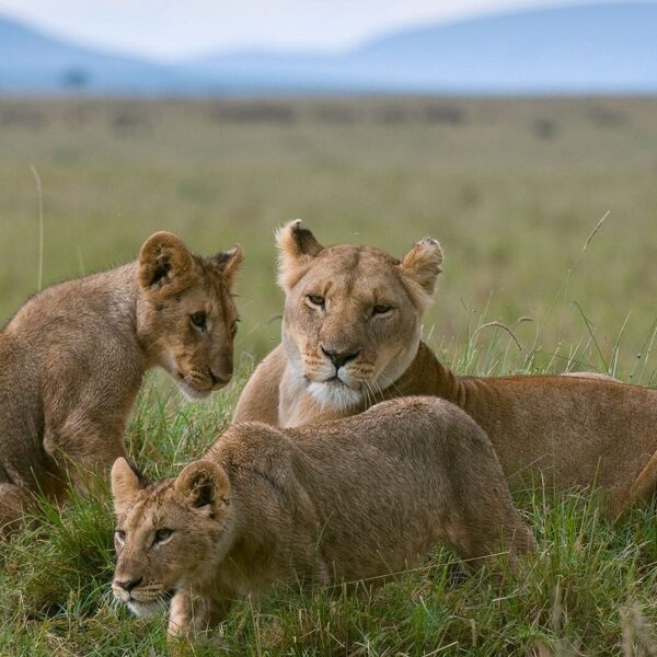 Kenya Safari Tours Masai Mara