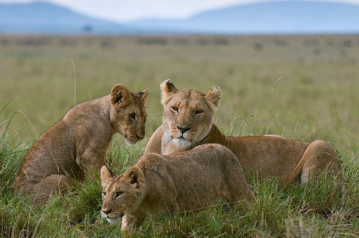 10 Day Serengeti and Zanzibar Itinerary: The Perfect 10 Day Serengeti and Zanzibar Itinerary: The Perfect