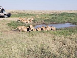 Female Lion Names: The Ultimate Guide to Powerful Female Lion Names: The Ultimate Guide to Powerful, Unique