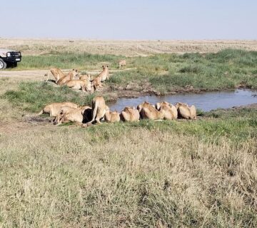 Female Lion Names: The Ultimate Guide to Powerful, Unique