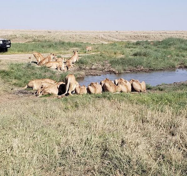 Big Five Safari Holiday Packages: The Best 2026 Guide