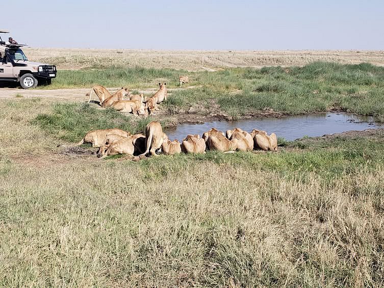 How Much Does a Tanzanian Safari Really Cost? Female Lion Names: The Ultimate Guide to Powerful, Unique
