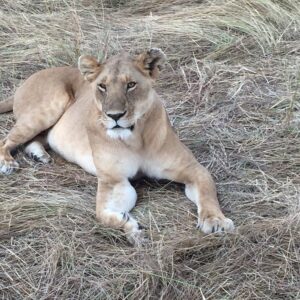 Top 10 Must-Visit Sites in Kenya