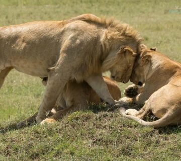 Private Masai Mara Safari Packages: The Ultimate Guide