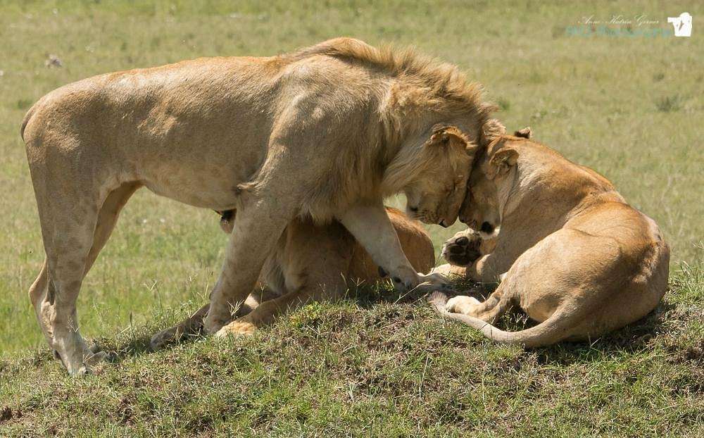 Private Masai Mara Safari Packages: The Ultimate Guide