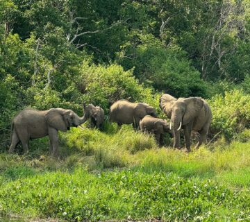 101 Inspirational Africa Safari and Travel Quotes