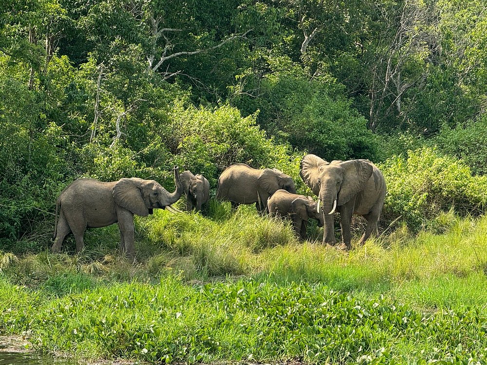 A Comprehensive Guide on Uganda’s Wild Animals 101 Inspirational Africa Safari and Travel Quotes