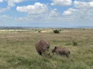 30+ Interesting Facts About Rhinos: Diet 30+ Interesting Facts About Rhinos: Diet, Horns, Behaviour