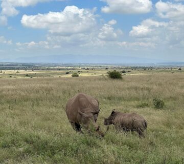 30+ Interesting Facts About Rhinos: Diet, Horns, Behaviour