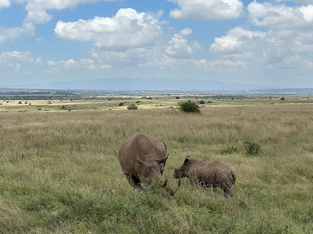 How Much Does a Kenya Trip Cost? A Realistic 30+ Interesting Facts About Rhinos: Diet, Horns, Behaviour
