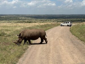 30+ Interesting Facts About Rhinos: Diet 30+ Interesting Facts About Rhinos: Diet, Horns, Behaviour