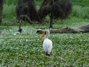 40 African Safari Quotes to Inspire Your Safari in Africa 40+ African Safari Quotes to Inspire Your Safari