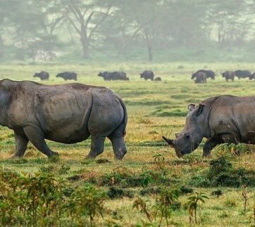 30+ Interesting Facts About Rhinos: Diet, Horns, Behaviour