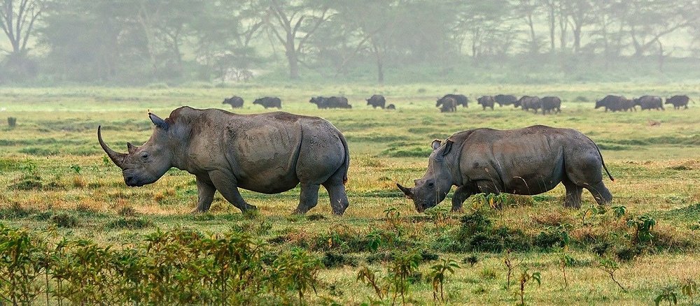 Kenya Travel Itinerary: The Ultimate 7-10-and 14-Day 30+ Interesting Facts About Rhinos: Diet, Horns, Behaviour