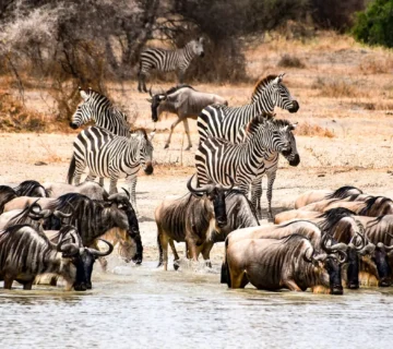 Do Zebras Eat Other Animals? The Truth Will Surprise You