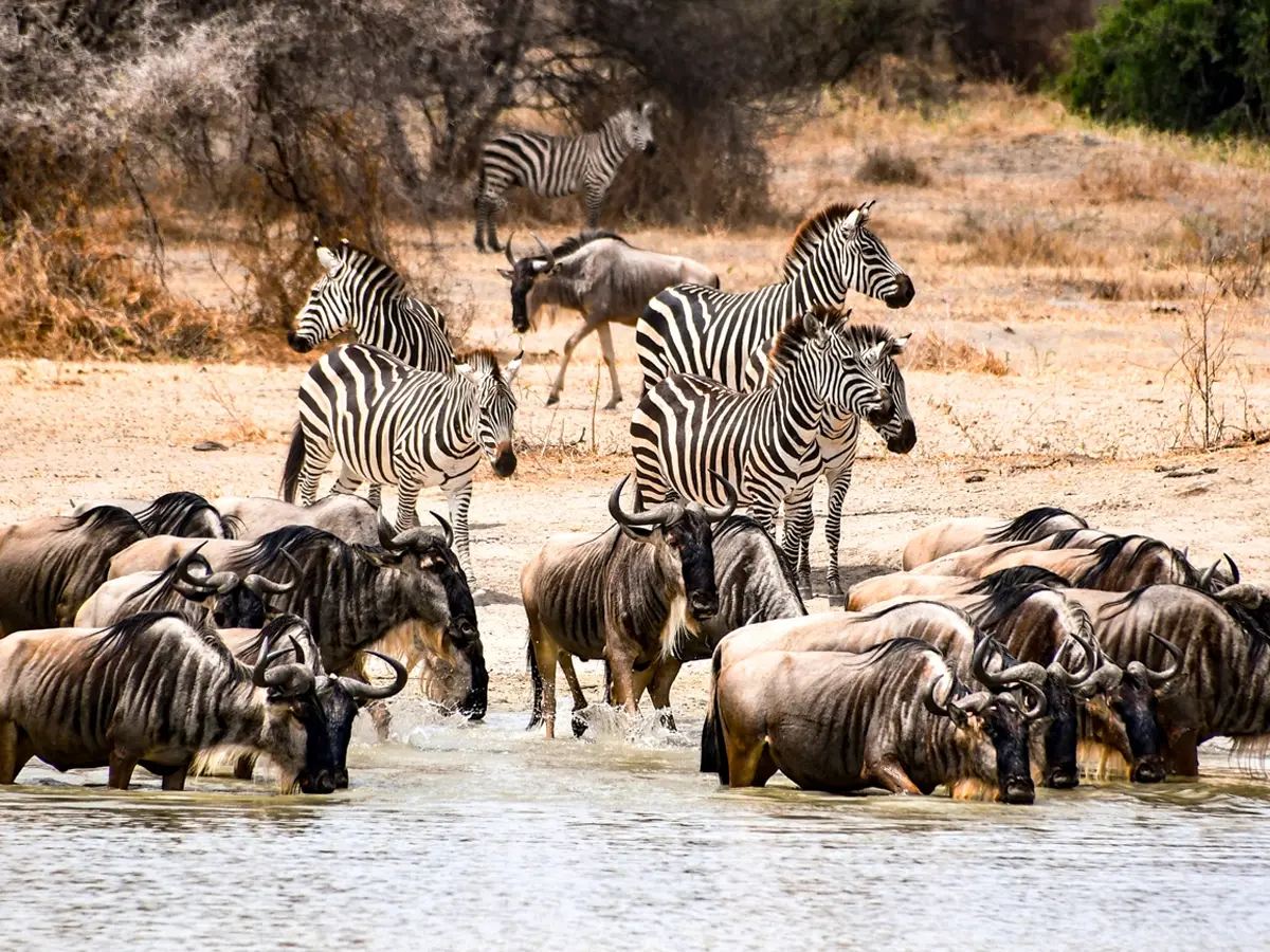 Visiting Kenya: The Complete Guide to Costs Do Zebras Eat Other Animals? The Truth Will Surprise You