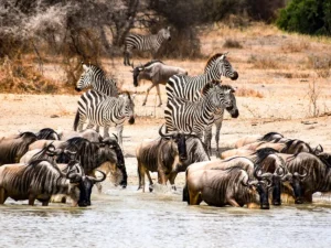 Best Time to Visit Tanzania: A Complete Travel Guide Best Time to Visit Tanzania: A Complete Travel Guide