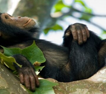 What Chimpanzees Teach Us About Power, Politics, and War