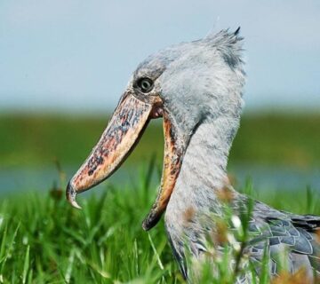 Top 15 Wildlife Experiences You Can Only Have in Uganda