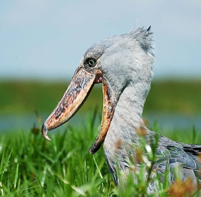 The Shoebill: The Extraordinary Bird That Looks Like Top 15 Wildlife Experiences You Can Only Have in Uganda