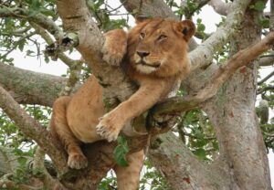 Why Do Lions Roar? Meaning Why Do Lions Roar? Meaning, Science & Surprising Facts
