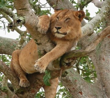 Why Do Lions Roar? Meaning, Science & Surprising Facts
