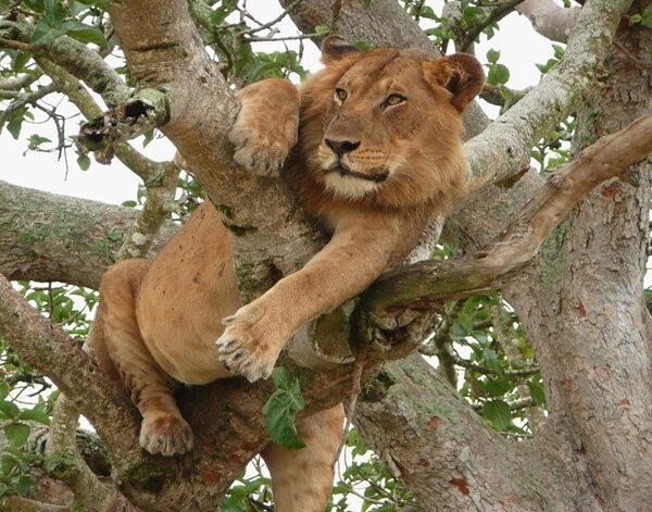 Uganda: Africa's Most Underrated Safari Destination