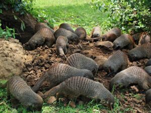 Book Uganda Safari and Gorilla Trekking Combo: Book Uganda Safari and Gorilla Trekking Combo: