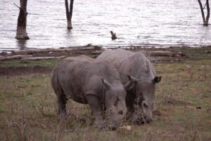 Big Five Safari in Uganda