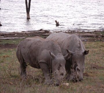 Top 10 Most Dangerous Animals You Can Encounter on a Kenya