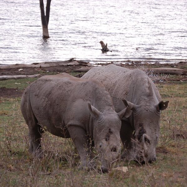 Big Five Safari in Uganda