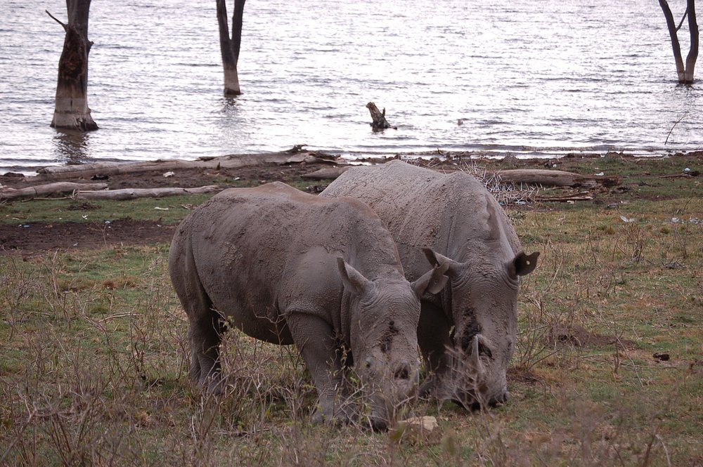 Top 10 Must-Visit Sites in Kenya Top 10 Most Dangerous Animals You Can Encounter on a Kenya