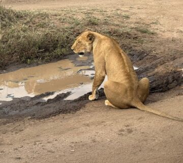 Why Do Lions Roar? Meaning, Science & Surprising Facts