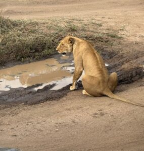 Barbary Lion vs African Lion: The Shocking Truth
