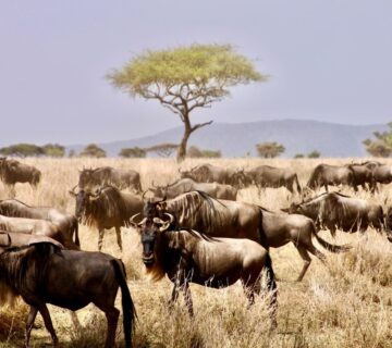 Best Time to Visit East Africa on Safari Holiday: