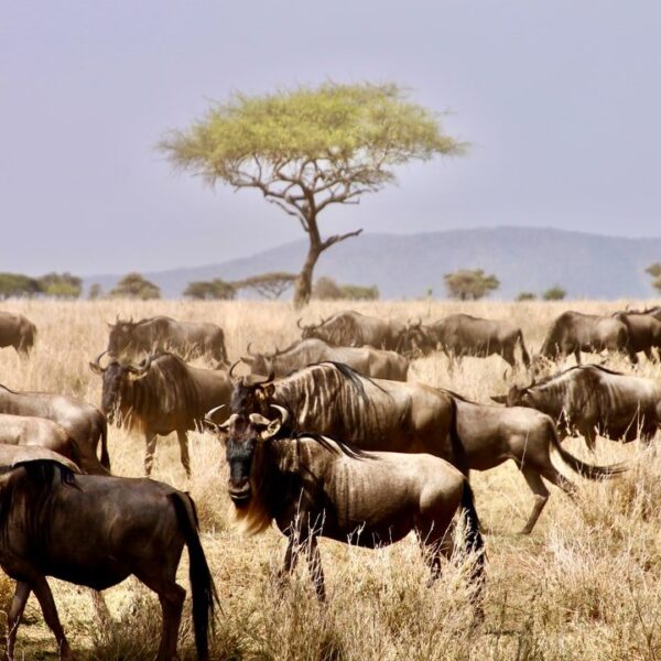The Great Migration Explained: Why Tanzania Owns the The Great Migration Explained: Why Tanzania Owns the