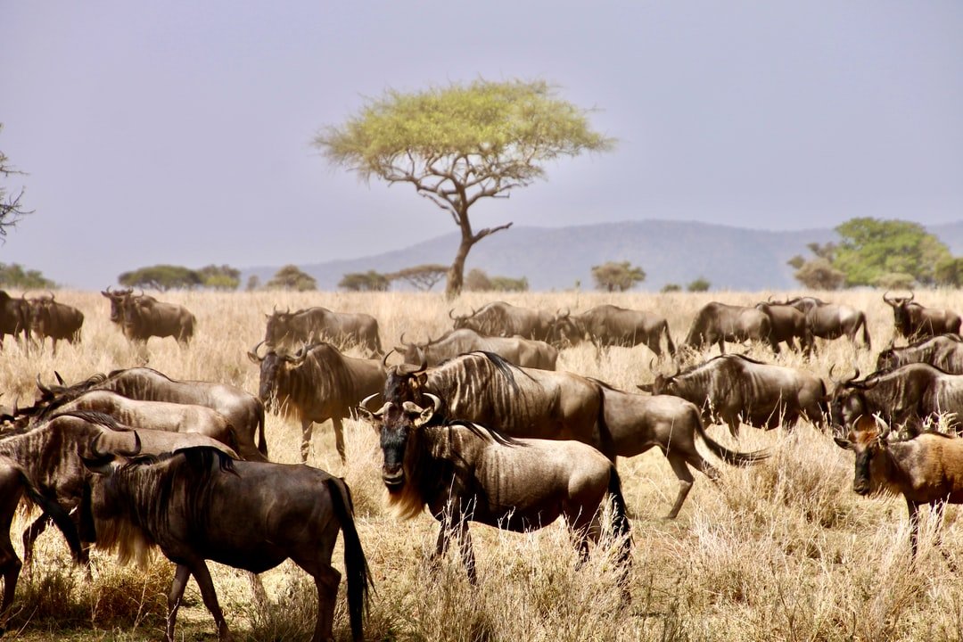Ultimate Guide to Wild Animals Found in Tanzania Africa Best Time to Visit East Africa on Safari Holiday: