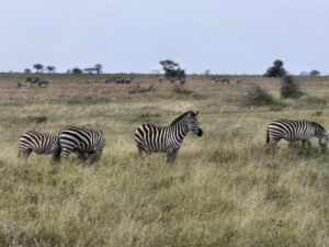 Major Facts on Maasai Mara National Reserve Major Facts on Maasai Mara National Reserve
