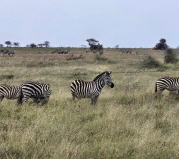Kenya Travel Guide: Best Places to Visit, Costs, and
