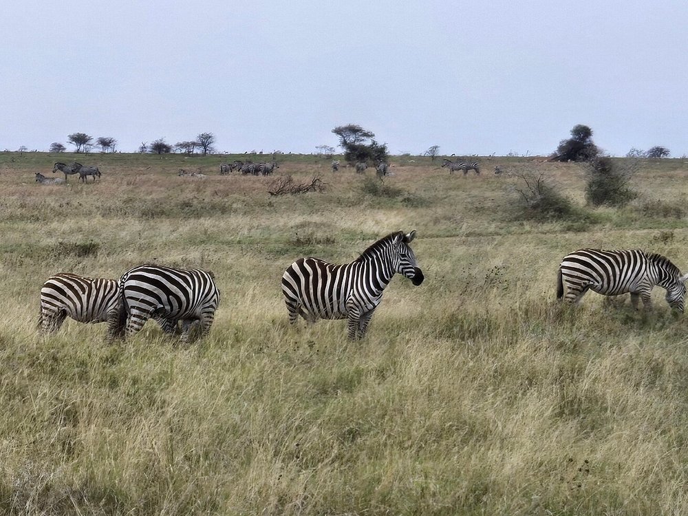 40 African Safari Quotes to Inspire Your Safari in Africa Kenya Travel Guide: Best Places to Visit, Costs, and